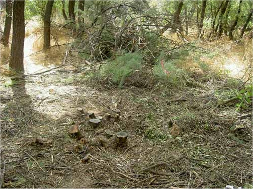 Cottonwood Creek After Removal and Revegetation of Invasive Plants