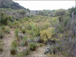 Cottonwood Creek Before Removal of Invasive Plants