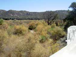 Tamarisk can grow up to 50 feet tall