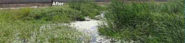 After, native plants and soil filter out pollutants.