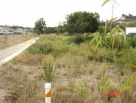 Detention basin after vegetation established