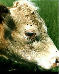 Black Flies Around a Cow's Eye