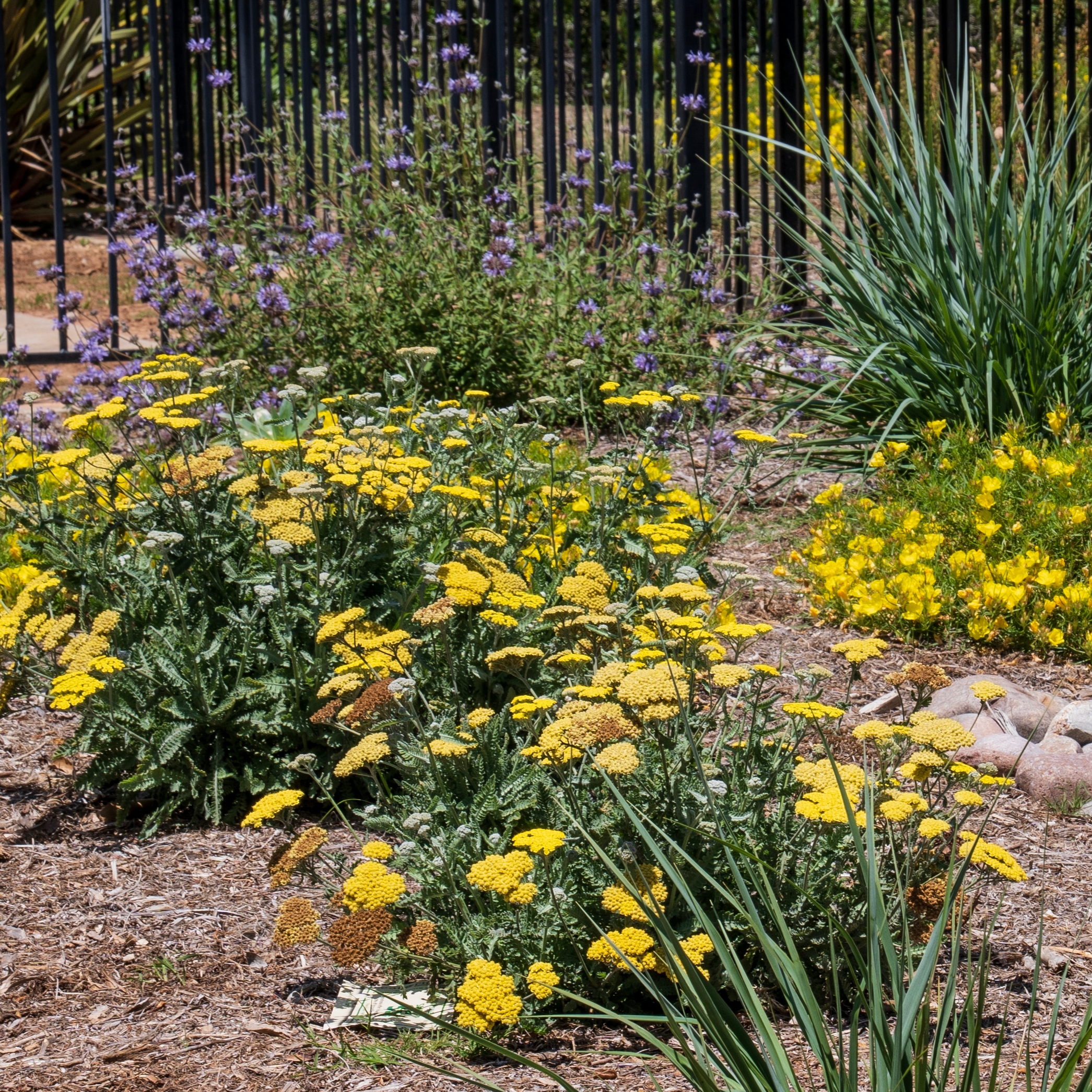 Native Plants at Rancho Buena Creek HOA