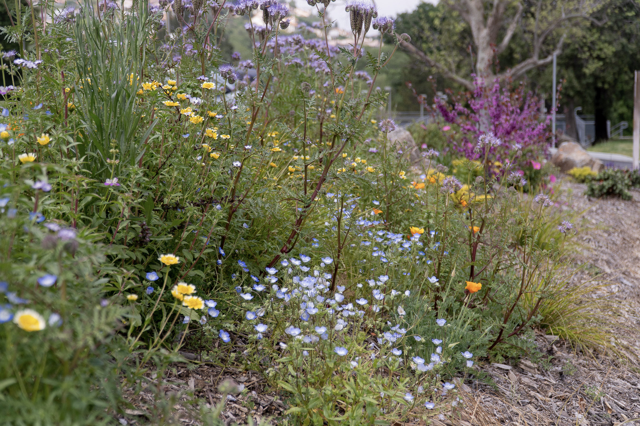 Natives Plants at San Diego Country Estates Association