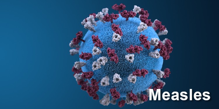 3D graphical representation of a spherical-shaped, measles virus particle.