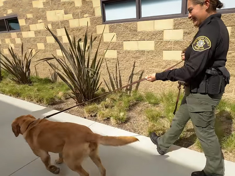 County officer with working dog