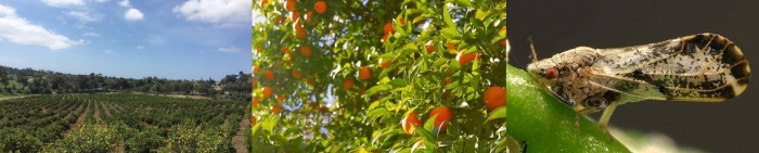 Asian Citrus Psyllid (ACP) Citrus grove and trees with Asian Citrus Psyllid