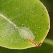 LBAM eggs on a leaf.
