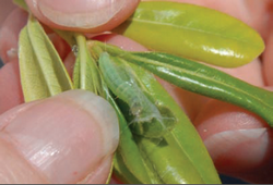 LBAM larva on a leaf.