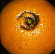 LBAM damage on citrus.