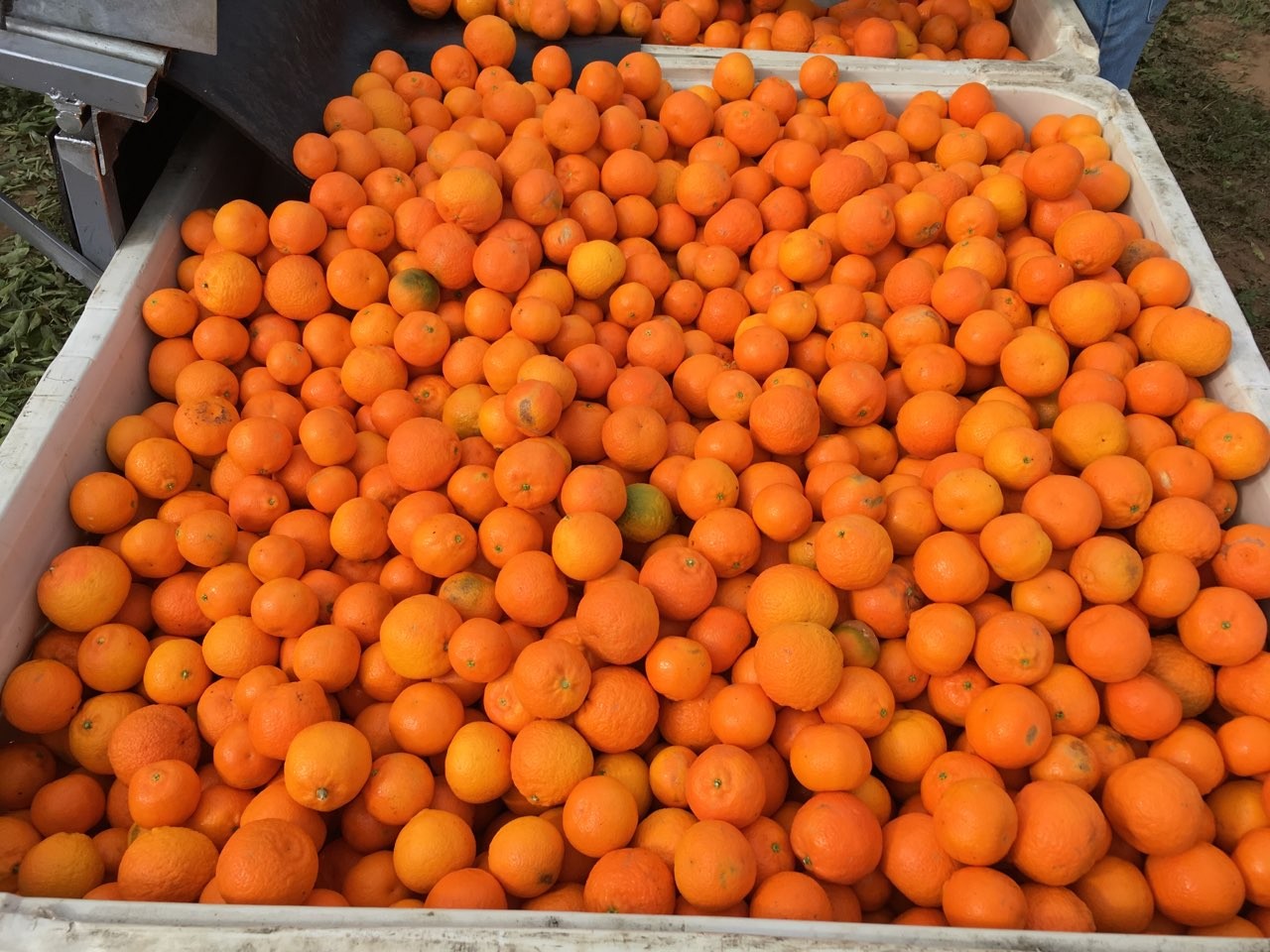 Citrus Quarantines