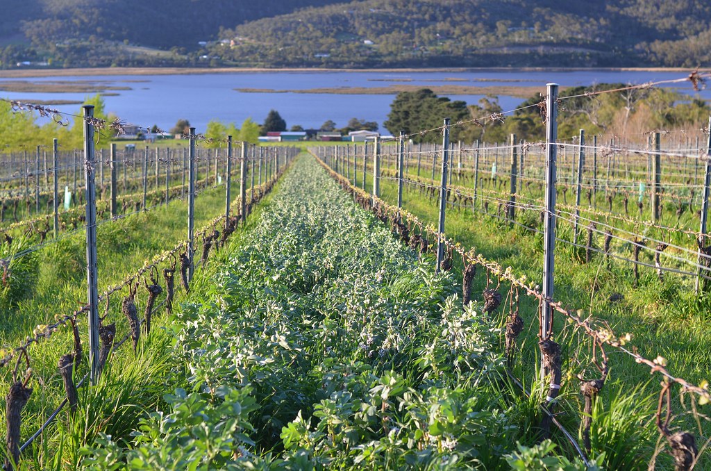 Cover crops between crop rows
