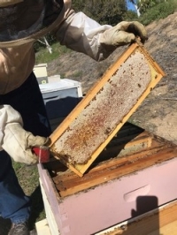 San Diego beekeepers see dozens of colonies die overnight - The