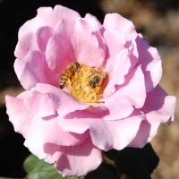 bees pollinating pink flower