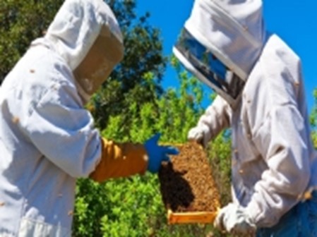 Beekeepers examining a honeycomb Beekeepers examining a honeycomb