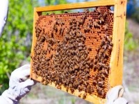 Bees on honeycomb Bees on honeycomb