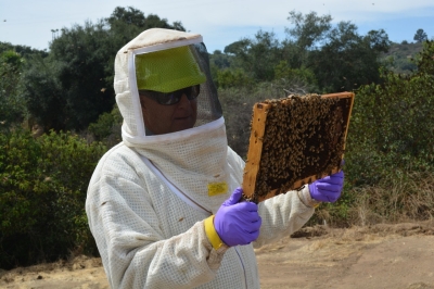 Honey bee hive inspection Honey bee hive inspection