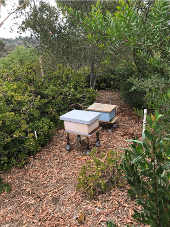 Two honey bee hives