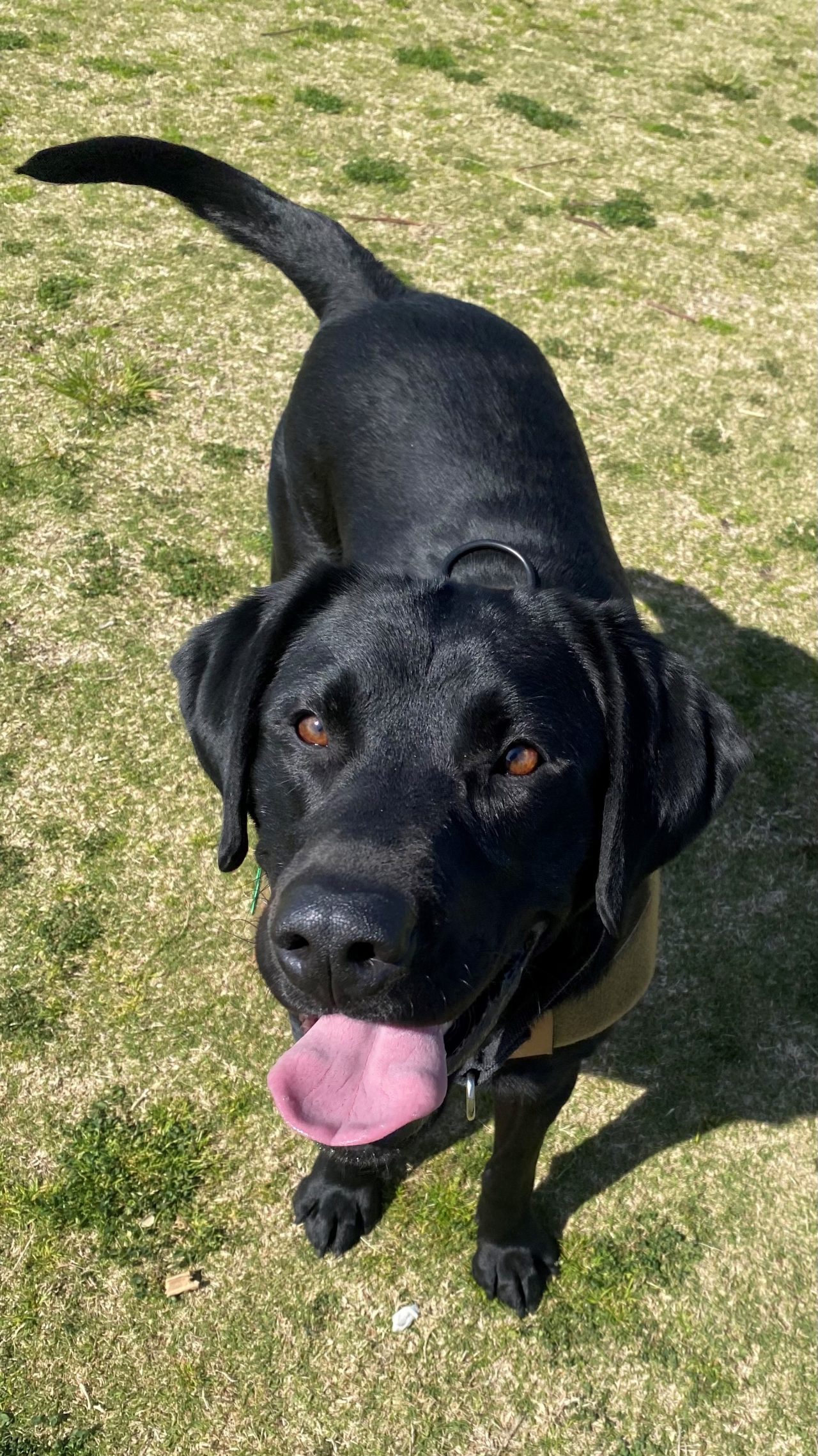 AWM Detector Dog Owen