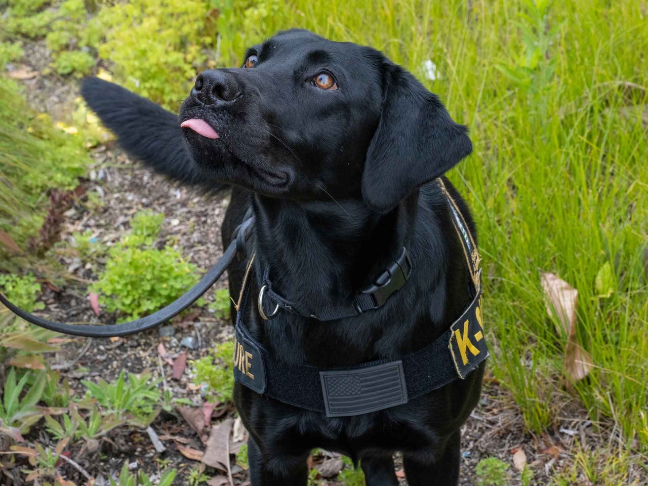 San Diego County agricultural detector dog Avis