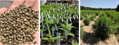 Industrial hemp seeds and plants