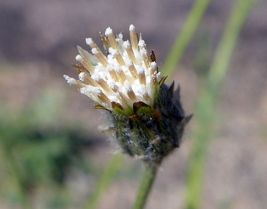 Closeup of invasive volutaria weed