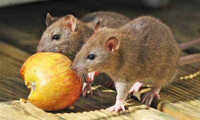 rats eating an apple