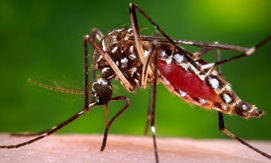 black and white striped mosquito feeding on a person