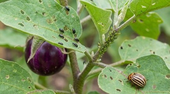 Multiple insects feeding on leaves of a fruiting plant