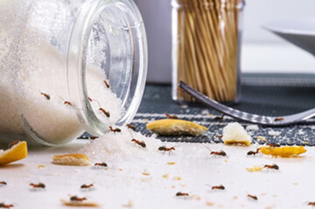 Ants in spilled jar of sugar