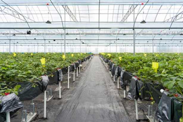 Pest traps in rows of plants in nursery. 