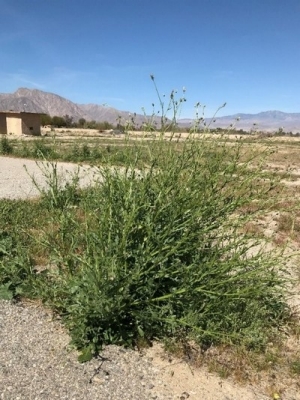 Desert Knapweed (Volutaria) Desert Knapweed (Volutaria)
