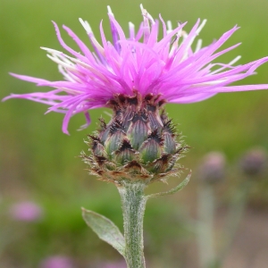 Spotted knapweed