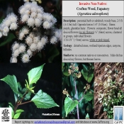 7_EDRR Invasives ID sheets version 2-12-15_Page_01