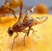 Mexican Fruit Fly