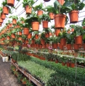 Plants Inside of Nursery