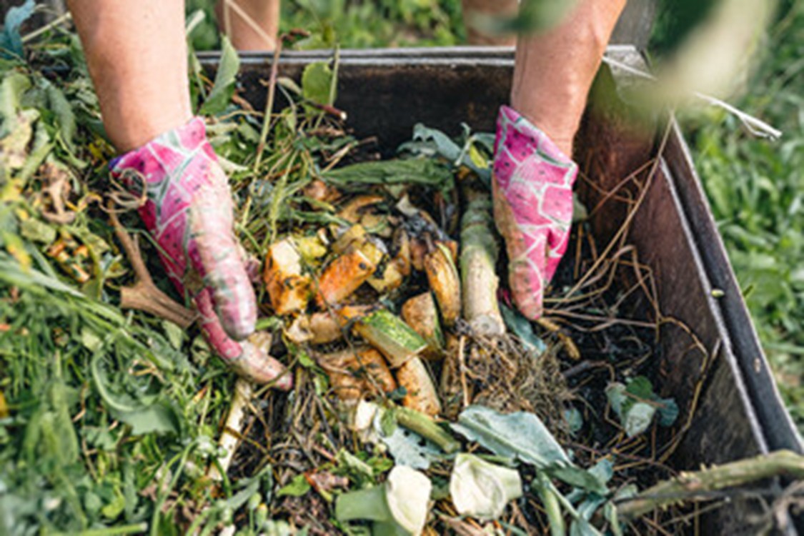 Vegetables and other organic materials in a compost pile. 