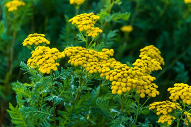 Healthy yellow wildflowers contrasting against background of dark green stems. 
