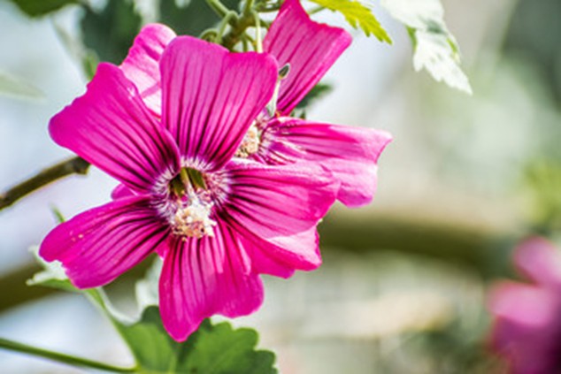 Close-up of vibrant vining purple flower.