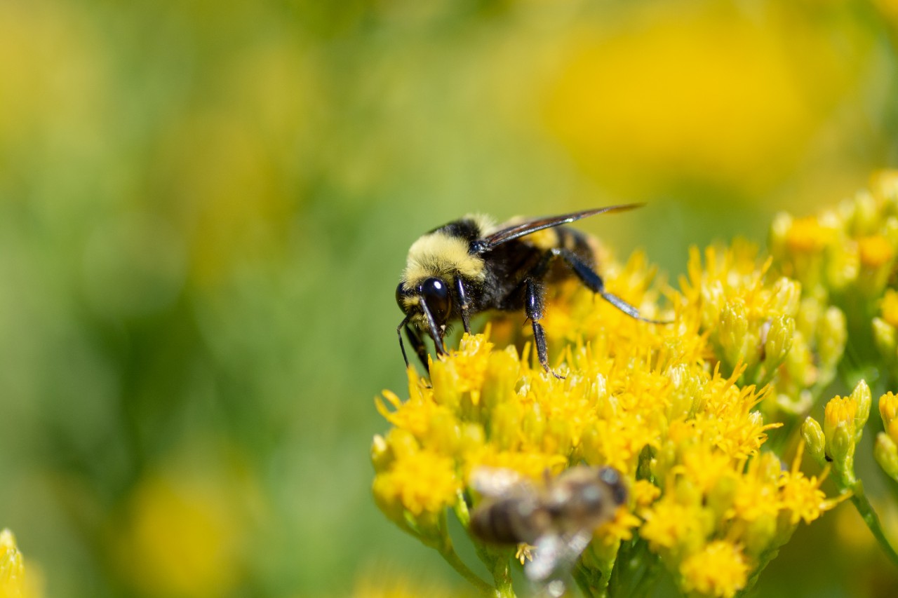 Bumblebee pollinating yellow flower. 