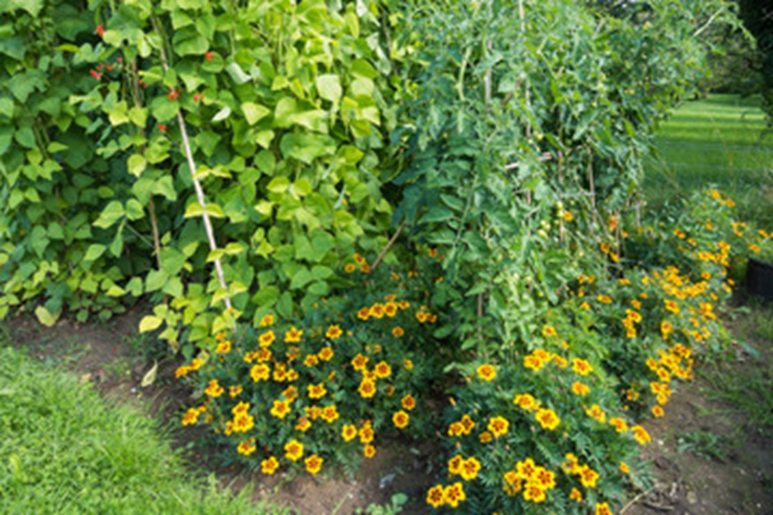 Various flower, vine, and food crops companion planted together in a garden.