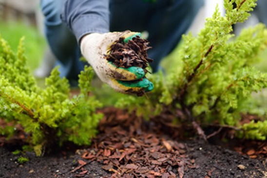 Gardener pulling weeds from soil with gloved hand. 