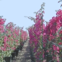 bouganvilla