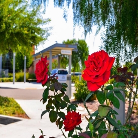 Roses at Edgemoor