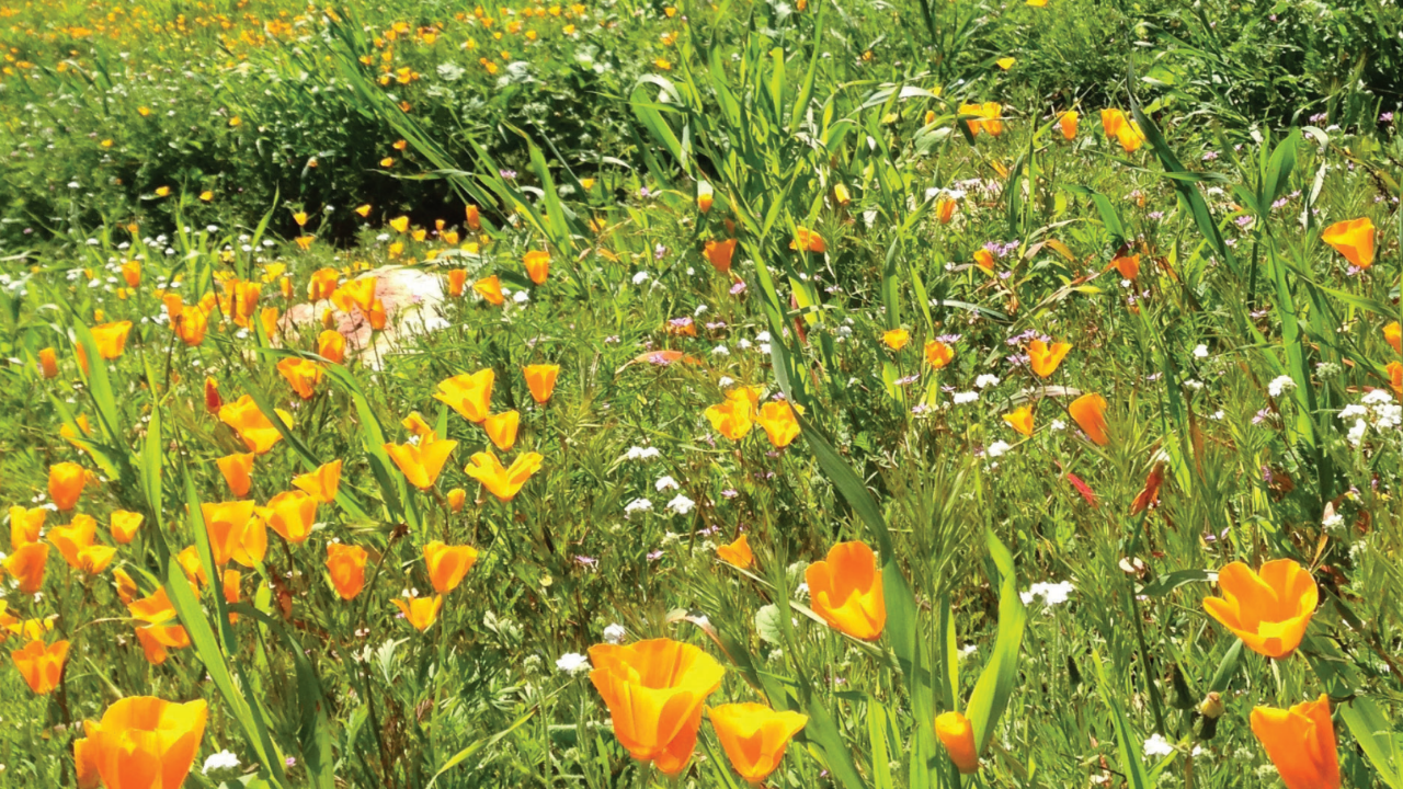 Balboa park architecture against the blue sky