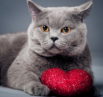 Show Your Pet Some Love On Valentine’s Day