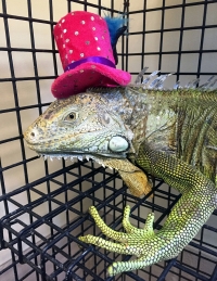 iguana_hat