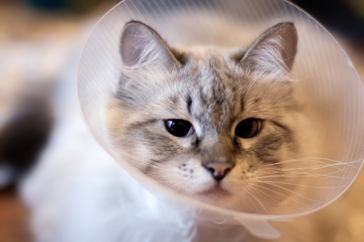 Spay or neuter your pet Kitten with protective cone around neck
