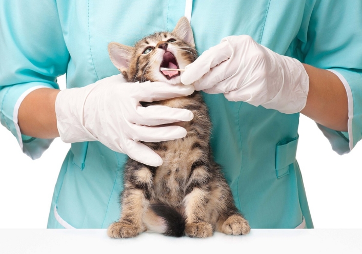 Veterinarian Information Veterinarian caring for kitten
