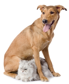 dog with a cat